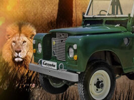 Head to South Africa on a 5 star safari holiday with Casimba Casino’s monthly promotion