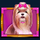 the-dog-house-megaways-slot-shih-tzu-symbol