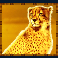 rumble-rhino-megaways-slot-cheetah-symbol
