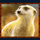 rumble-rhino-megaways-slot-meerkat-symbol