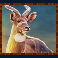 rumble-rhino-megaways-slot-nyala-symbol