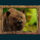 jungle-spirit-call-of-the-wild-slot-bear-symbol