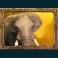 jungle-spirit-call-of-the-wild-slot-elephant-symbol