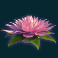 jungle-spirit-call-of-the-wild-slot-orchid-scatter-symbol
