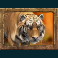 jungle-spirit-call-of-the-wild-slot-tiger-symbol