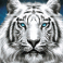 siberian-storm-slot-white-tiger-symbol