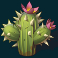 wild-duel-slot-cactus-symbol