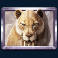 wild-tundra-slot-sabre-tooth-tiger-symbol