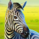 serengeti-kings-slot-zebra-symbol