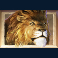jumanji-slot-lion-symbol