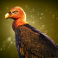 the-border-slot-vulture-symbol