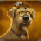 old-gold-miner-megaways-slot-dog-symbol