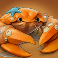 net-gains-slot-crab-symbol