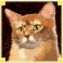 kitty-glitter-slot-orange-tabby-cat-symbol