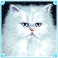 kitty-glitter-slot-white-persian-cat-symbol