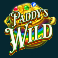 paddys-pot-mega-moolah-slot-paddys-wild-symbol