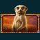 african-elephant-slot-meerkat-symbol