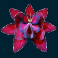 coba-reborn-slot-blood-orchid-symbol