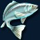 amazing-catch-slot-blue-fish-symbol