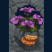 honey-hunters-slot-purple-flower-symbol