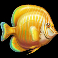 turtle-paradise-goldfish-symbol