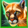 bison-wilds-doublemax-slot-bobcat-symbol