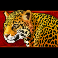 congo-cash-slot-leopard-symbol