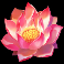 dragons-vs-gigablox-slot-lotus-flower-symbol