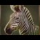 savannah_pride_slot_zebra_symbol