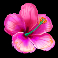 tiki-secret-slot-pink-flower-symbol