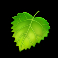 moleionaire-slot-leaf-symbol