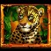 Jungle-Mega-Moolah-slot-Tiger-symbol