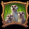 lions-saga-odyssey-slot-meerkat-symbol