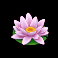 tiny-toads-slot-lotus-symbol