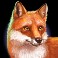 big buffalo megaways slot Fox symbol