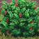 big-stack-lumberjack-slot-bush-symbol