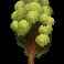 big-stack-lumberjack-slot-elm-symbol