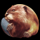 buffalo-lightning-slot-beaver-symbol