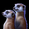 savannah-legend-slot-meerkats-symbol