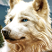 wolf-stacks-megaways-slot-white-wolf-symbol