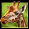 serengeti-sunset-slot-giraffe-symbol