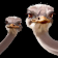 serengeti-sunset-slot-ostrich-symbol