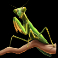 serengeti-sunset-slot-praying-mantis-symbol
