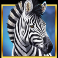 serengeti-sunset-slot-zebra-symbol