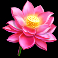 triple-pot-gold-slot-lotus-flower-symbol