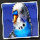 dumb-and-dumber-route-to-riches-budgie-symbol