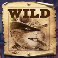 jackrabbit-jackpots-wild-poster-wild-symbol