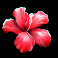 club-tropicana-happy-hour-slot-flower-symbol