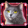 kitty-glitter-grand-slot-red-cat-symbol