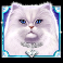 kitty-glitter-grand-slot-white-cat-symbol